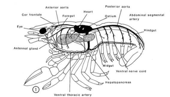 figure image